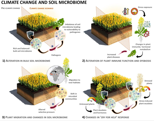 Responses of plant microbiomes to climate change and the consequences on pathogen susceptibility.png